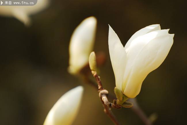 美丽的白色玉兰花图片