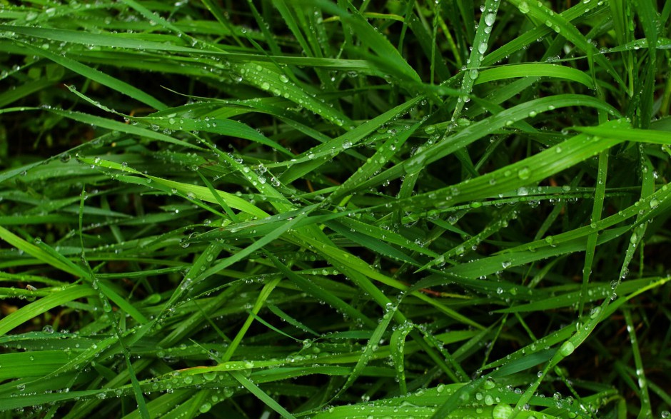 清新雨露浪漫风景个性高清电脑壁纸