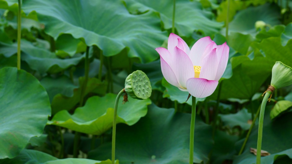 夏日荷花池浪漫风景高清大图