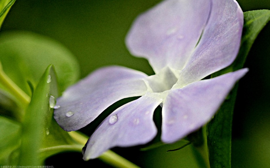 粉嫩长春花浪漫风格高清壁纸