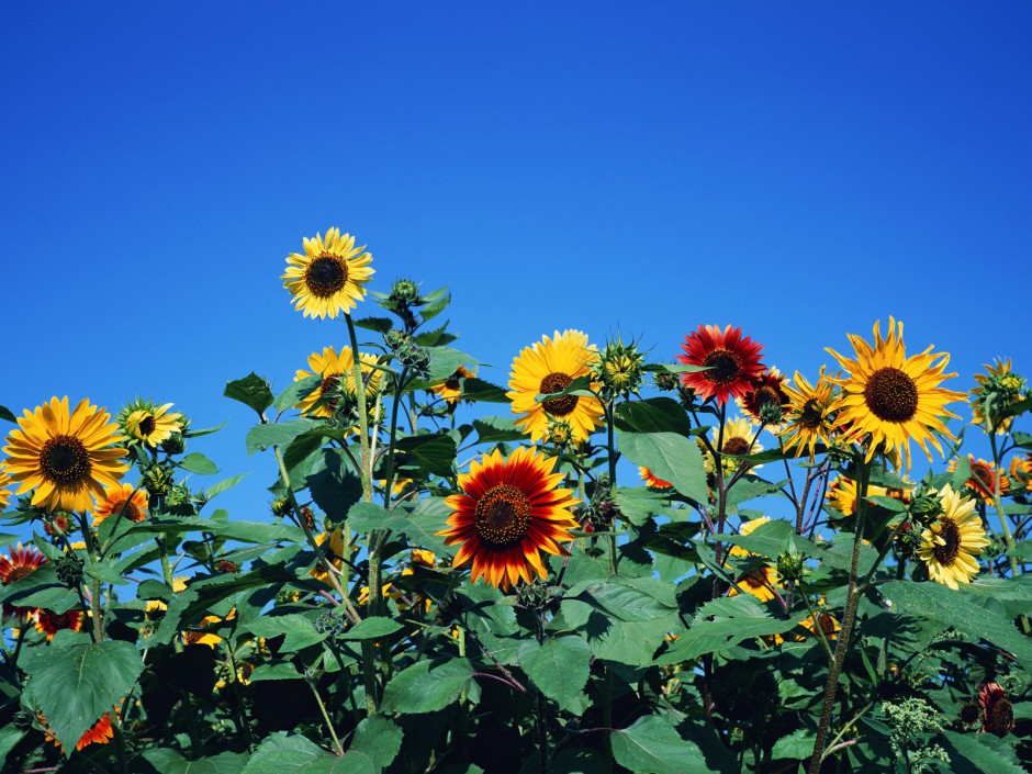 浪漫唯美向日葵花海清新风景美图集