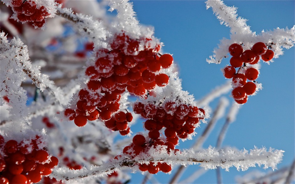 温暖冬日雪地霜果子甜美俏挂枝头