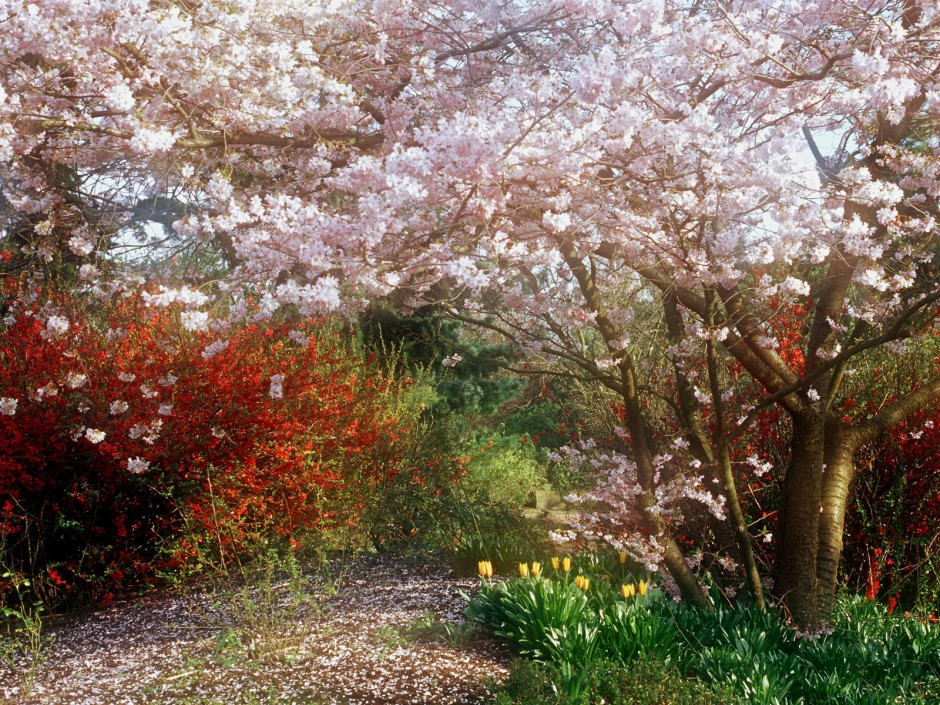 山野烂漫花海梦幻唯美清新风景壁纸