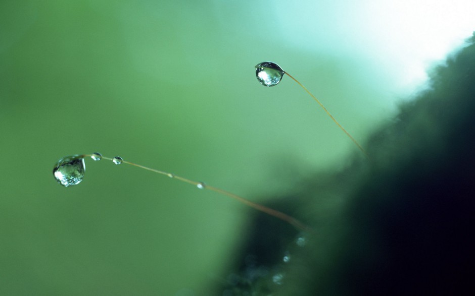 清新雨滴梦幻田野绿色风景高清壁纸