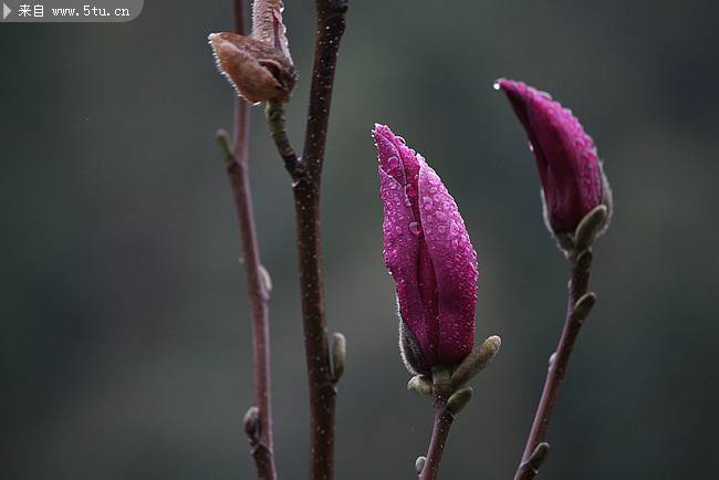 紫玉兰花图片下雨天浪漫植物壁纸