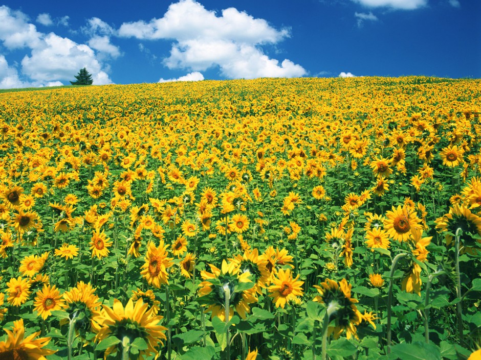浪漫唯美向日葵花海清新风景美图集