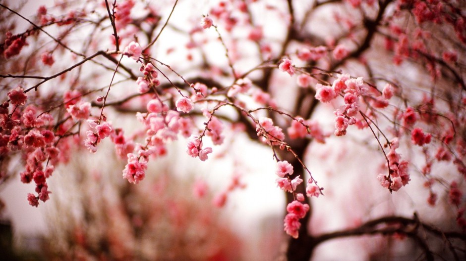 春日清新素雅唯美小花自然风景