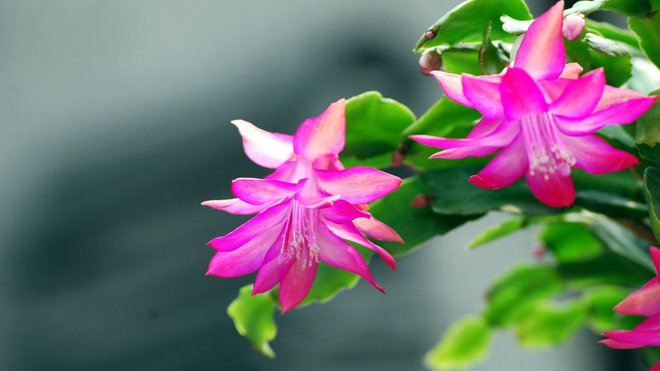 嫣红蟹爪兰花近距特写壁纸