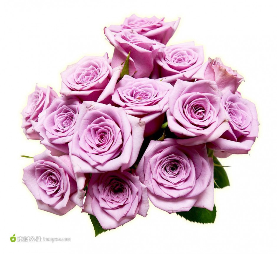紫玫瑰花图片唯美背景壁纸推荐