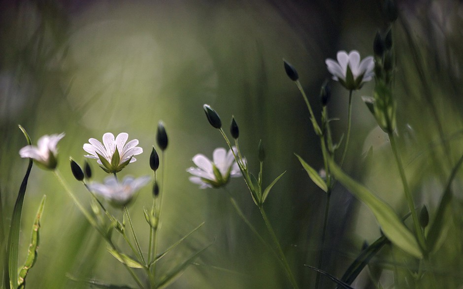 小清新浪漫花卉精美梦幻高清壁纸