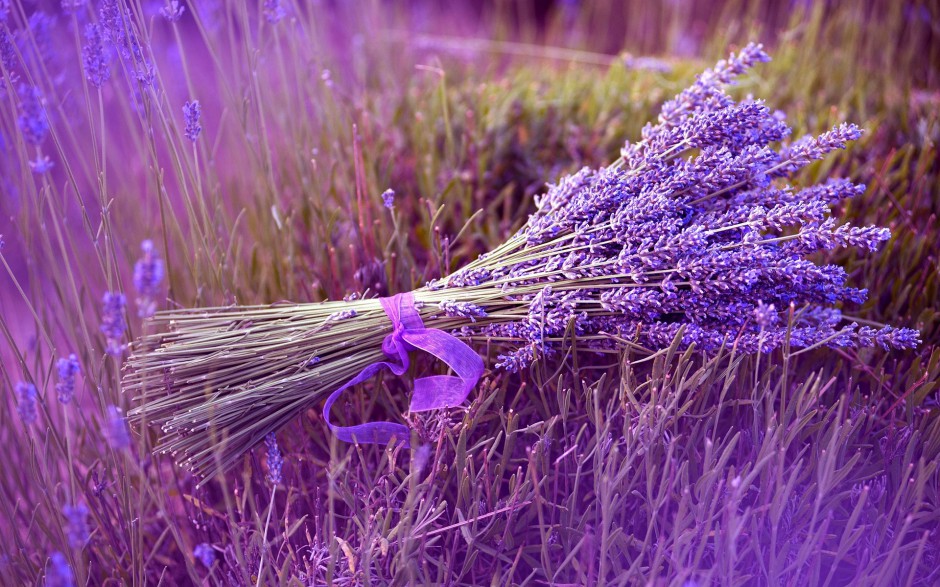 纯洁素雅樱花缤纷落叶唯美风景