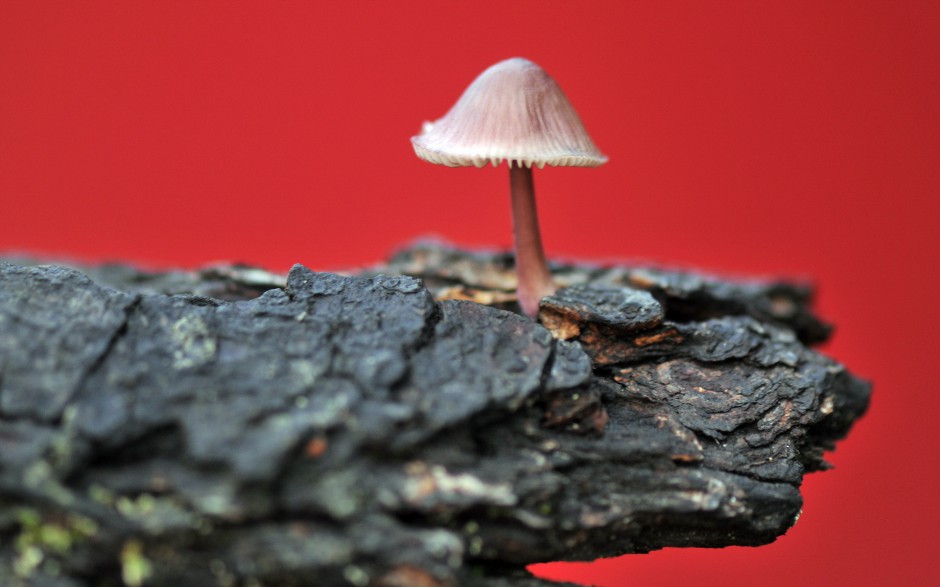 雨后唯美森林小蘑菇梦幻美景图片