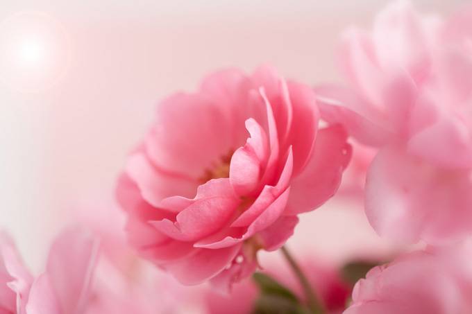 淡粉色精致花朵背景图片