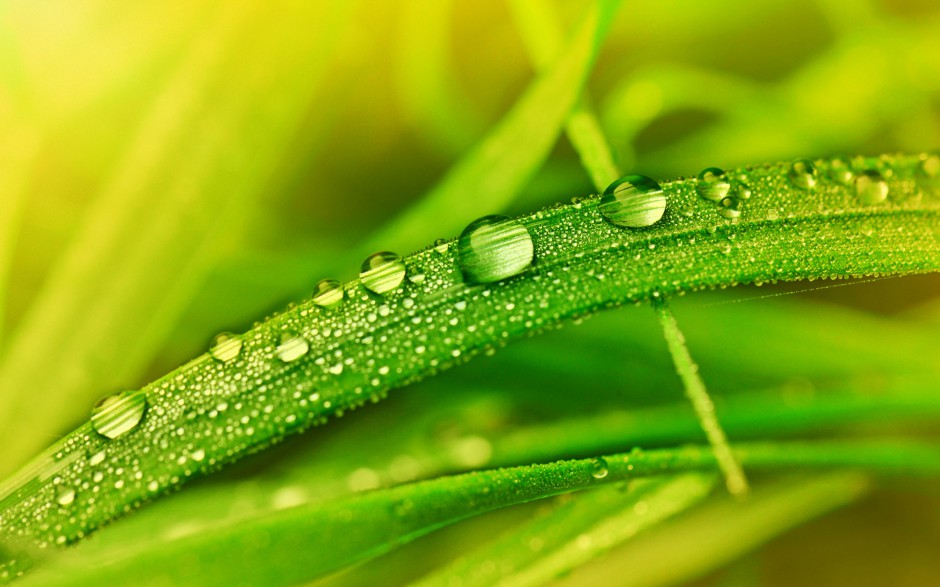 清晨雨后浪漫花卉水珠梦幻美景