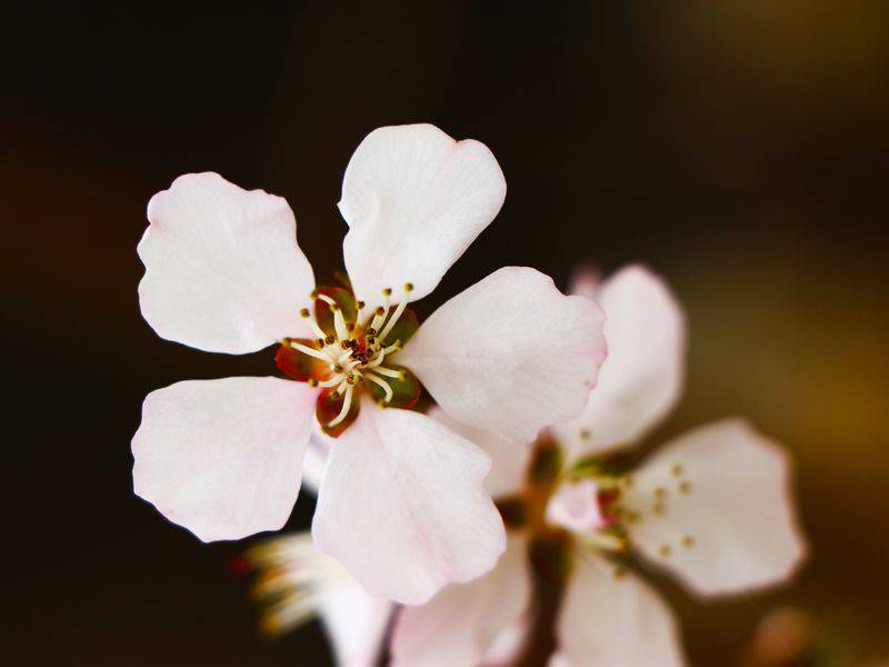 桃花经典唯美电脑桌面壁纸