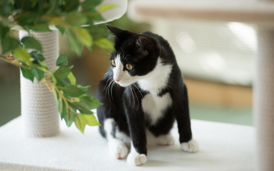 清新文艺的花瓶静物壁纸