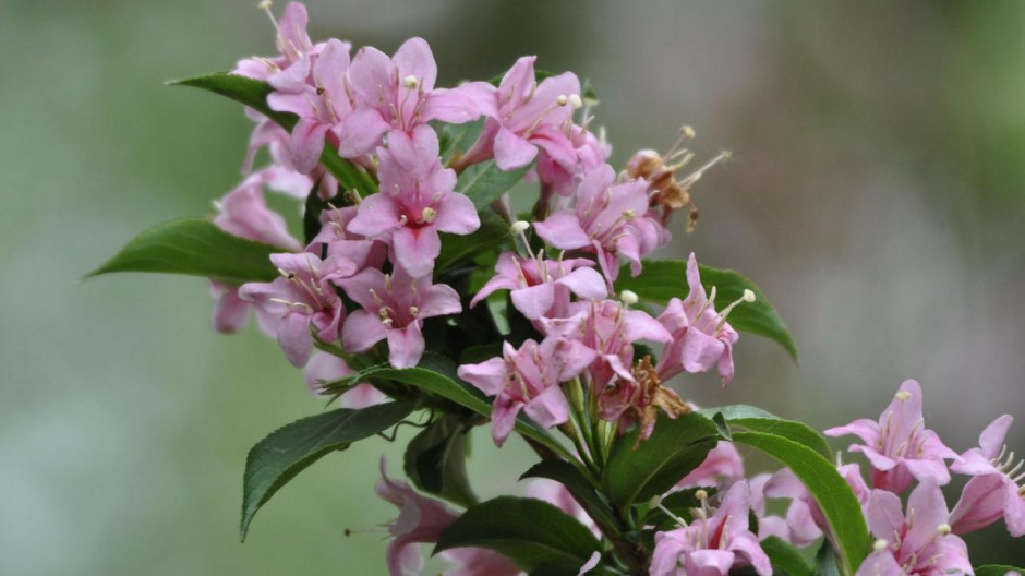 高清壁纸风景锦带花花朵