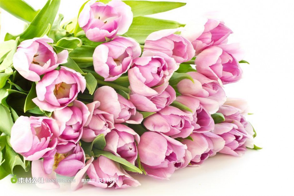 粉色荷兰郁金香图片背景