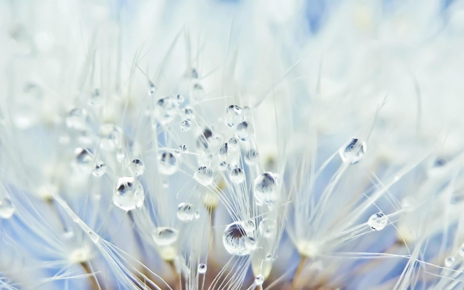 清晨雨后浪漫花卉水珠梦幻美景