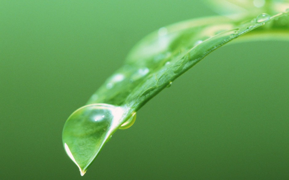 嫩芽绿叶水珠浪漫春日风景壁纸