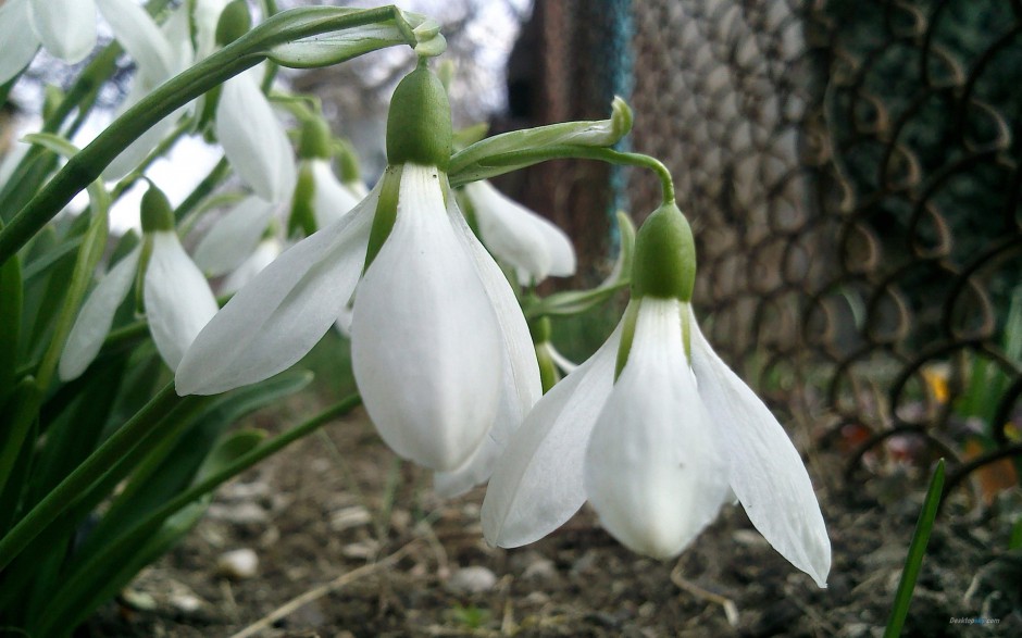 唯美雪花莲纯白清新春日风景大图