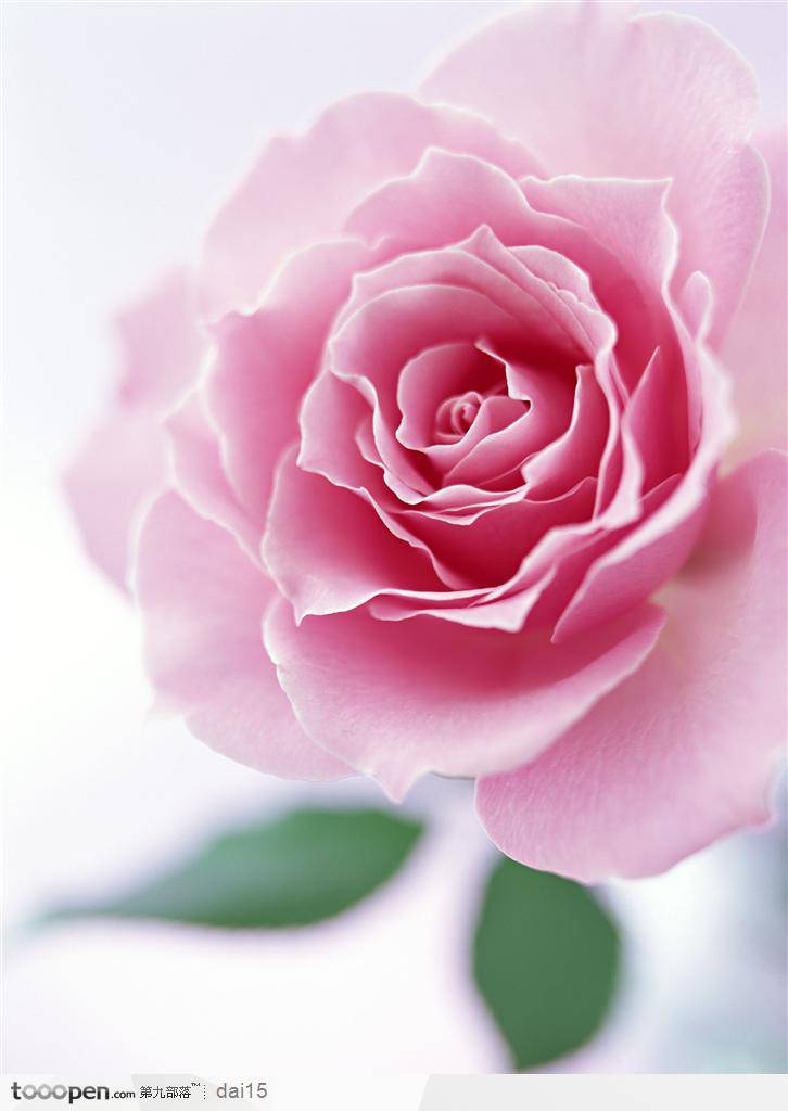 粉玫瑰花微距高清摄影图片壁纸