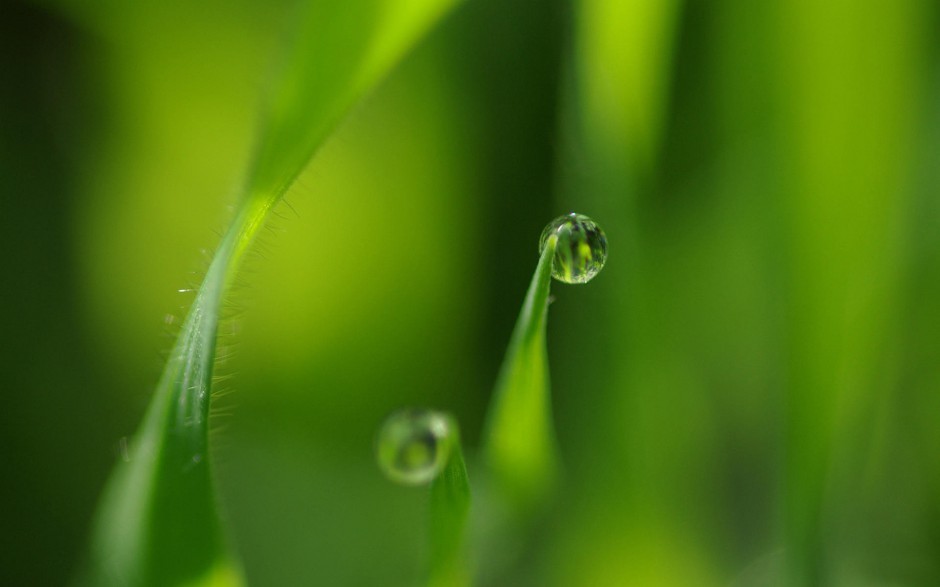 清晨雨后浪漫花卉水珠梦幻美景