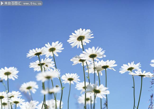 蓝天下白色野菊花图片摄影