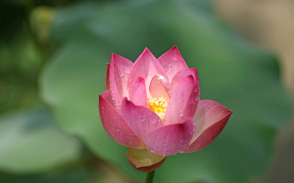 夏日清新荷花池塘盛放写真