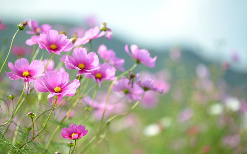 唯美格桑花花田浪漫春日风景图