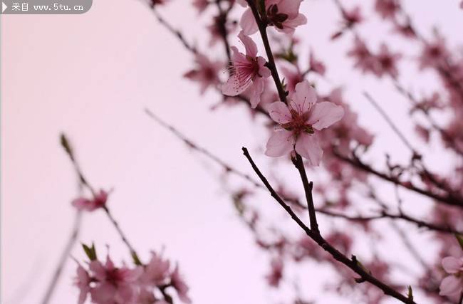粉色桃花图片摄影特写