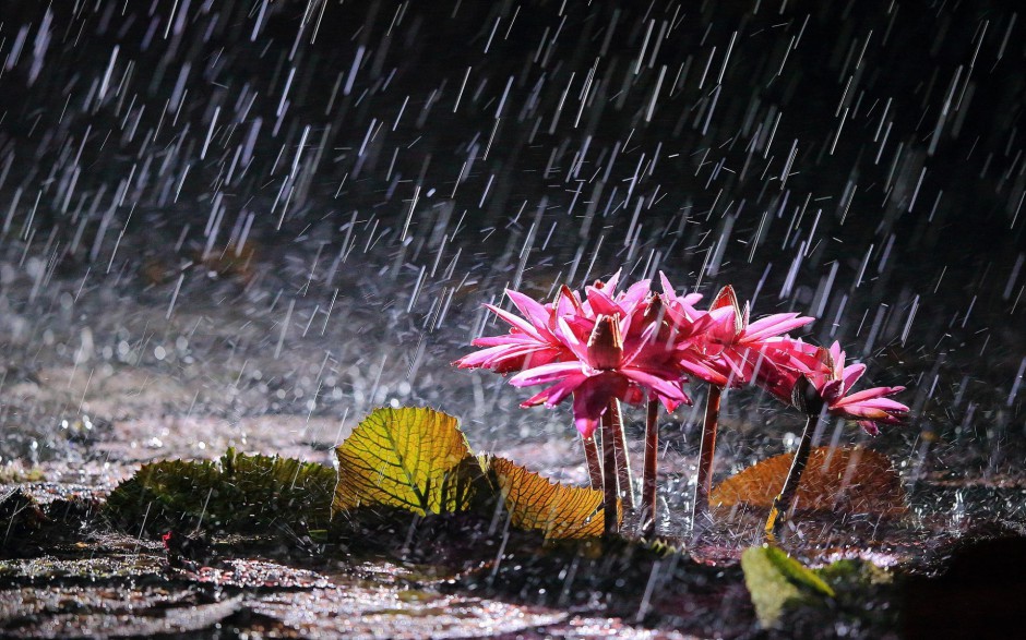 雨中浪漫唯美鲜花梦幻美景