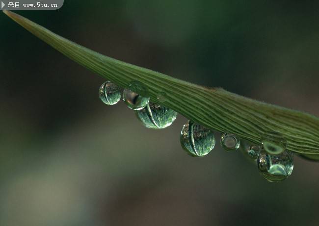 绿叶上亮晶晶的水滴图片
