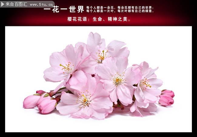唯美粉色樱花图片素材下载