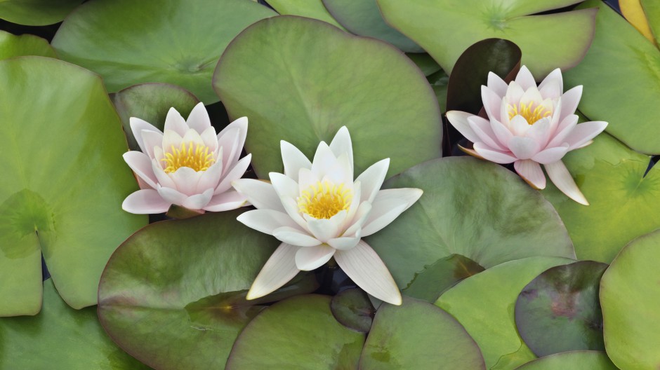 梦幻四季花海清新唯美风景壁纸