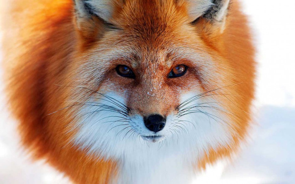 萌动物壁纸桌面可爱狐狸素材