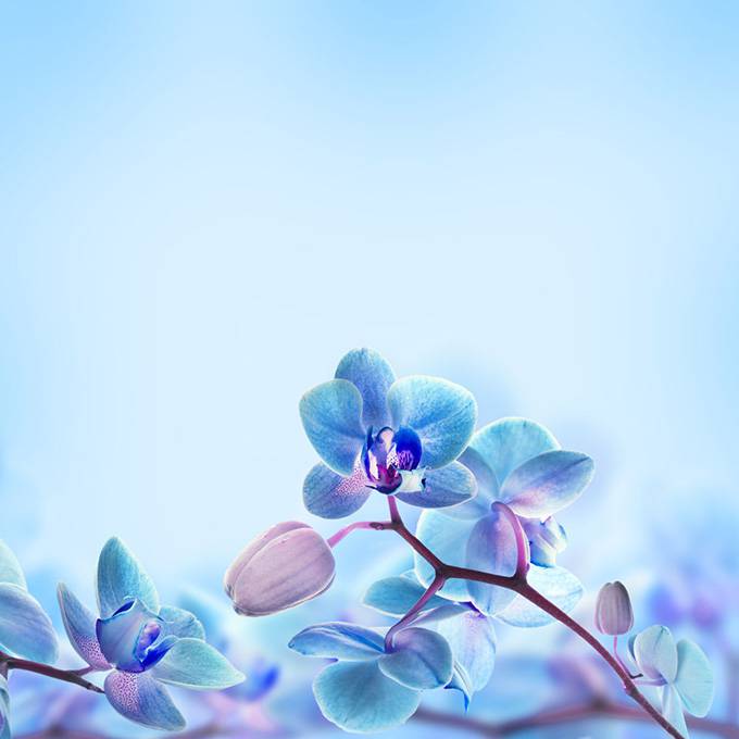 清新淡蓝色蝴蝶兰背景高清图片