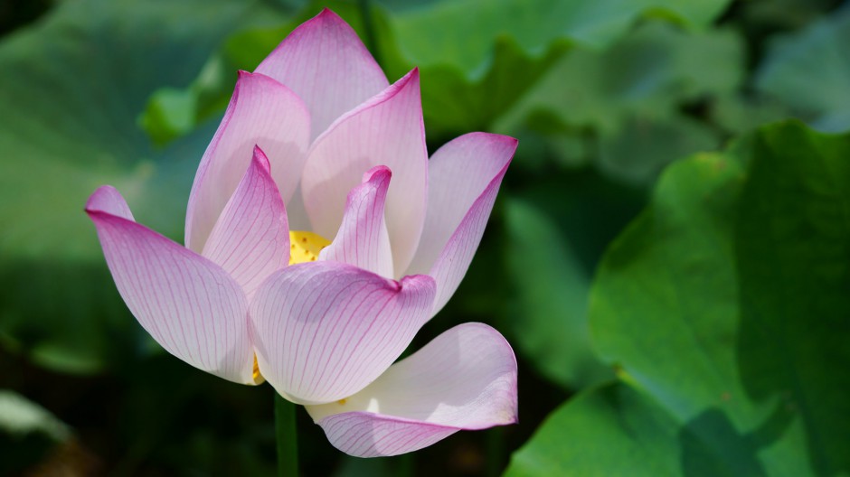 夏日荷花池浪漫风景高清大图
