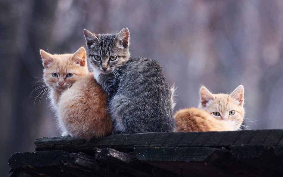 猫猫可爱桌面壁纸