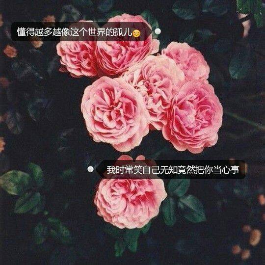 玫瑰花唯美意境带字图片素材