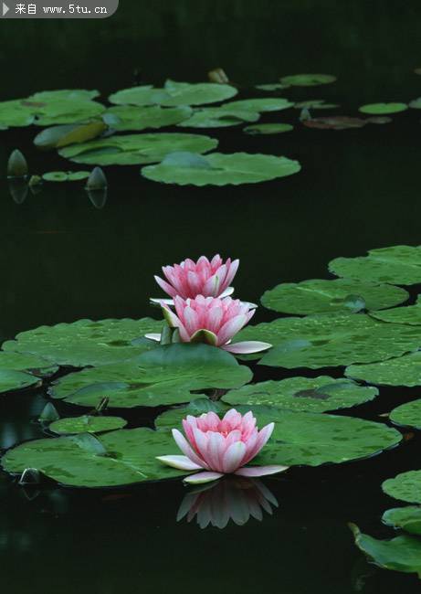 池中粉红莲花摄影图片