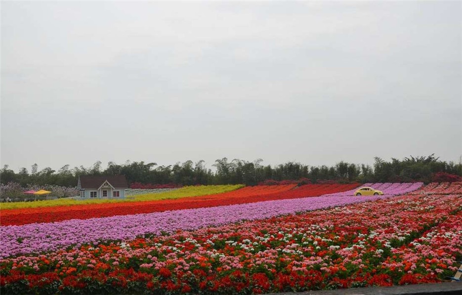 广州市番禺百万葵园景区图片