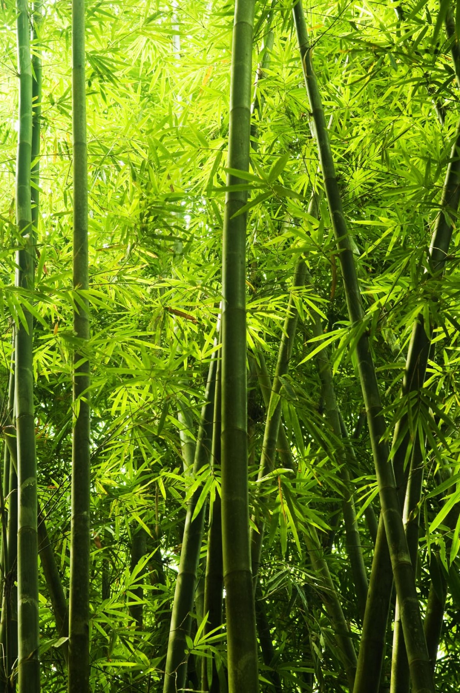 超高清的园林竹子风景图片