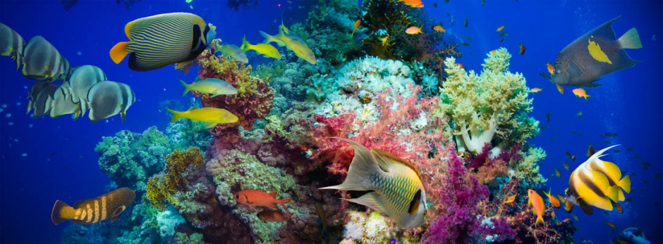 五彩斑斓的海底世界高清图片