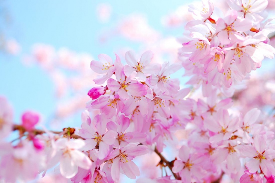 唯美的粉色日本樱花景色背景