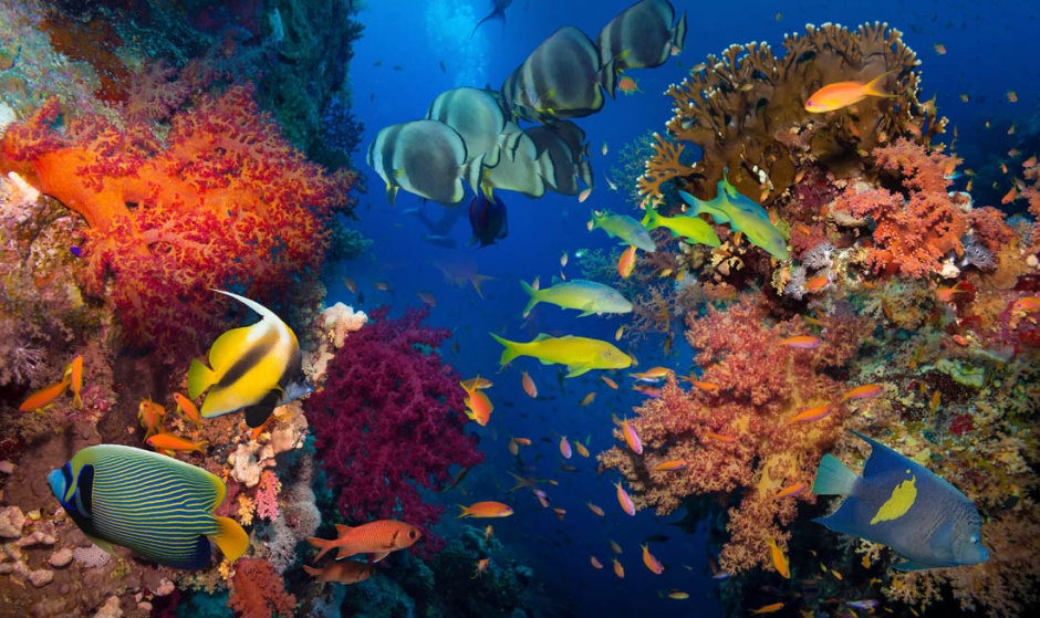 五彩斑斓的海底世界高清图片
