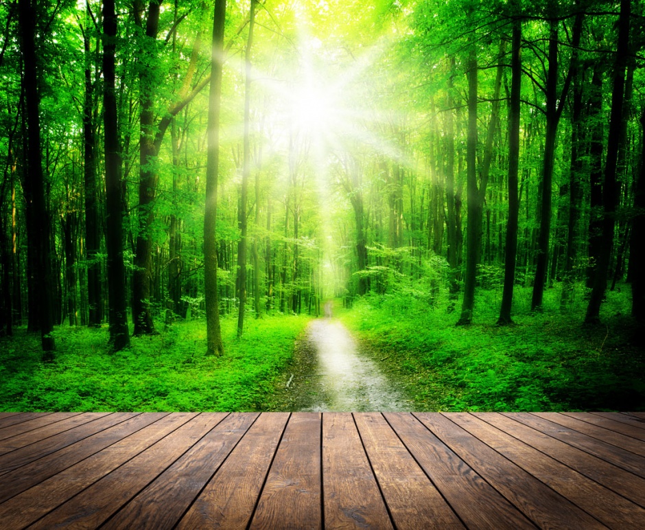 木板和绿色树林风景图片欣赏