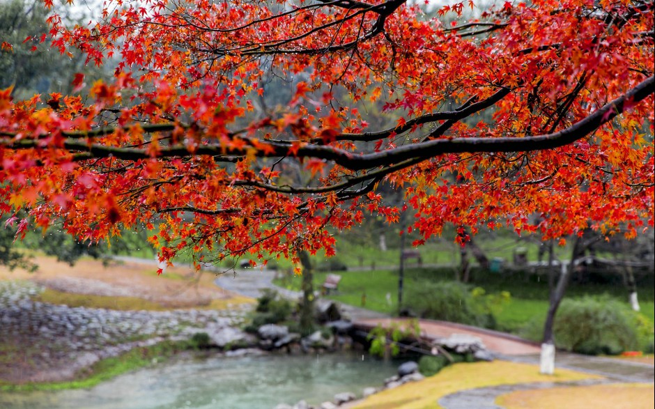 超美的秋天枫树林高清图片