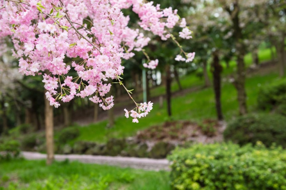 美丽的公园花朵风景图片