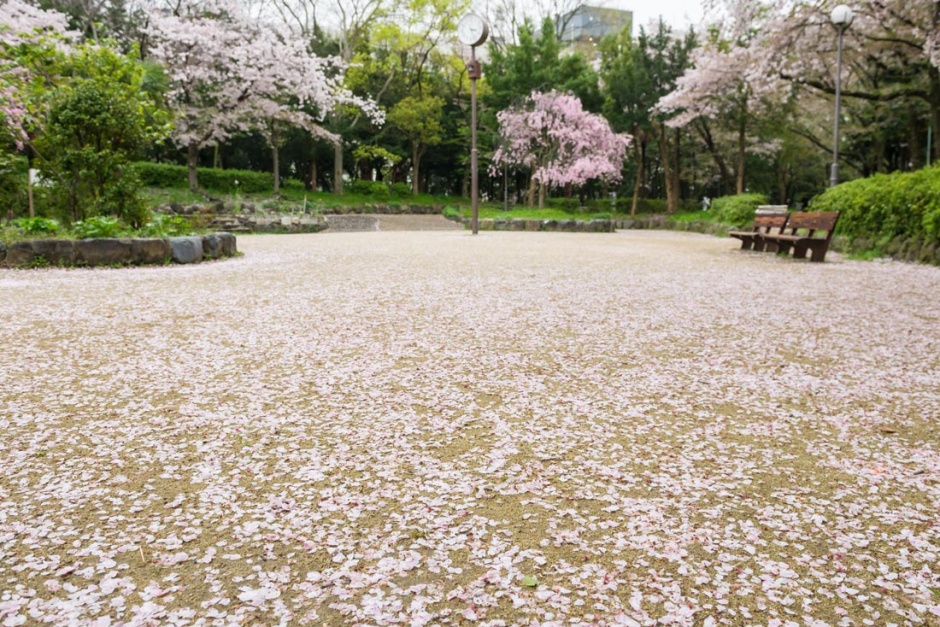 美丽的公园花朵风景图片